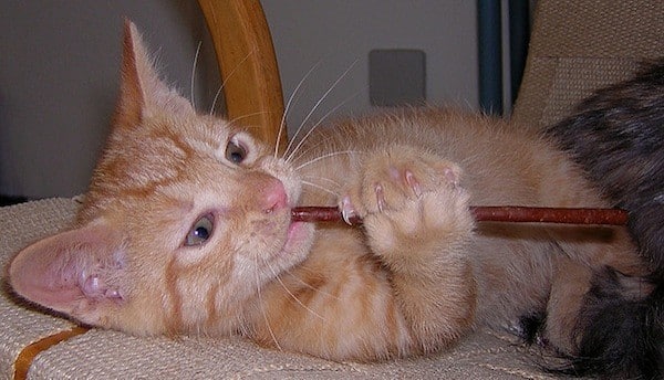 This kitten demonstrates how Bubba rolls when I give him a Twizzler. Photo by Ma1974 / Flickr