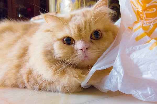 Look at this little weirdo. Photo by stratman / Flickr