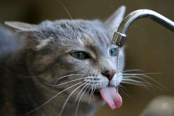 Some cats love running water so much they demand it straight from the source. Photo by wabisabi2015 / Flickr