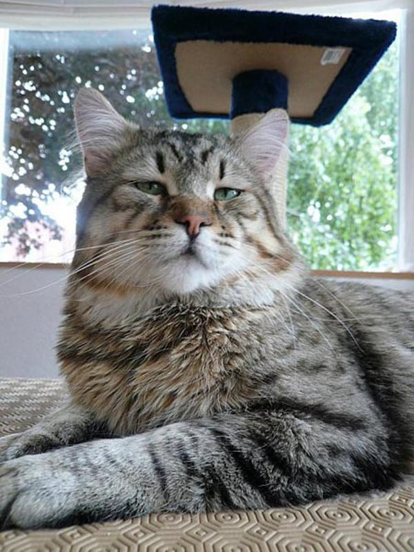gatos-pixie-bob