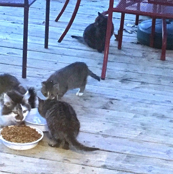 Mama cat and her kittens venture up on to the deck for dinner. Photo courtesy Toni F.