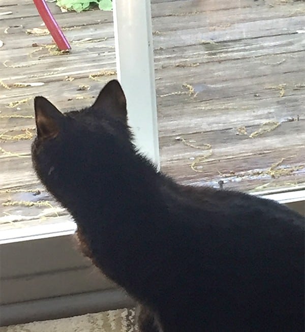 Gracie looks through the window at the deck where she ate as a kitten.