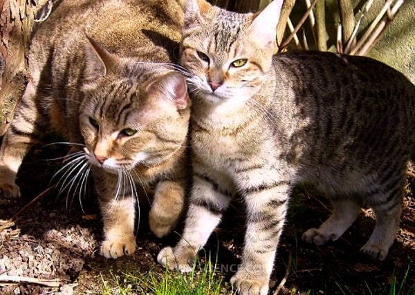 pixiebob-cats-two