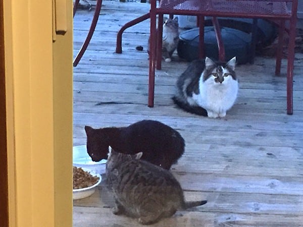 Toni's view from inside of the kittens eating.