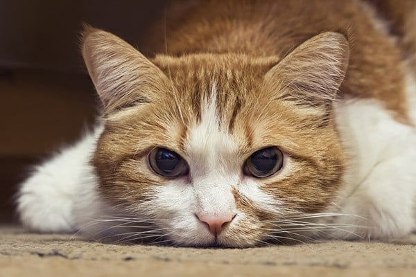 vet-anemia-cat-TN