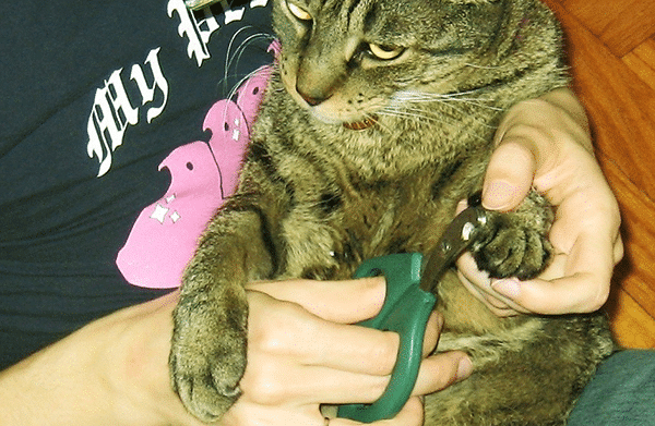 A brown tabby cat having his front claws trimmed.