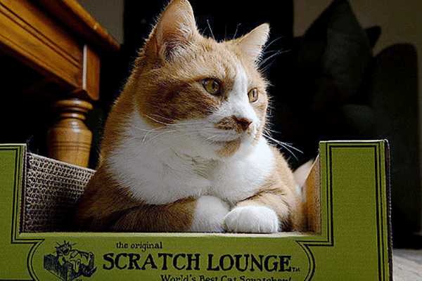 An orange and white cat sitting in a Scratch Lounge.