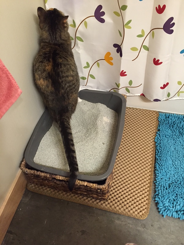 5 Behavior Changes Caused By Moving My Cats’ Litter Boxes Catster