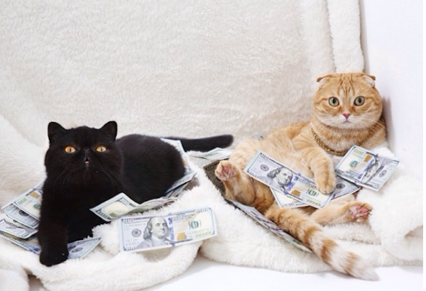 WednesdayMeowsCash