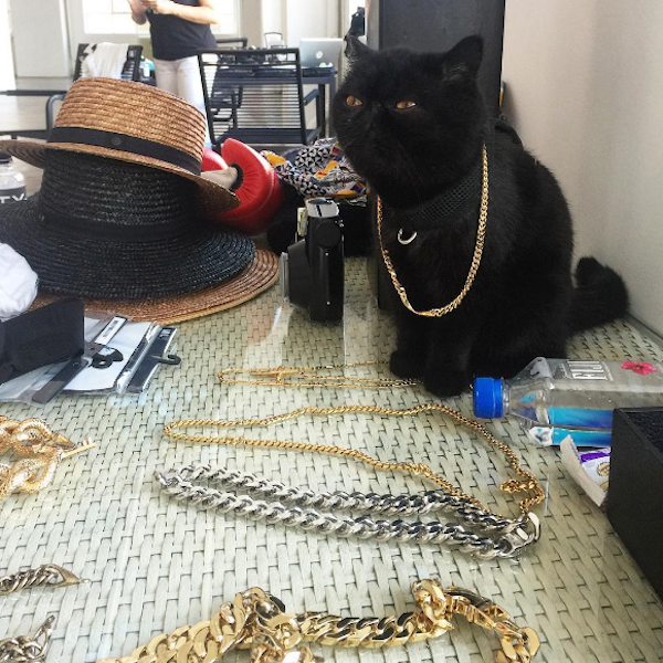 WednesdayMeowsChangeClothes