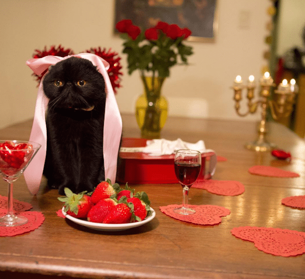 WednesdayMeowsDateNight
