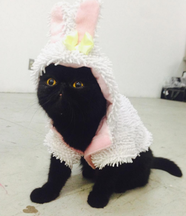 WednesdayMeowsEaster