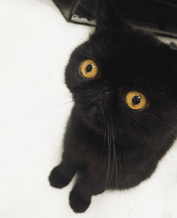 WednesdayMeowsSmoosh