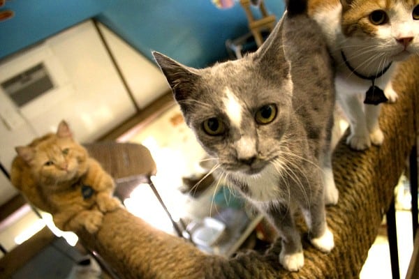 best-cat-house-pa-3-cats-on-rail