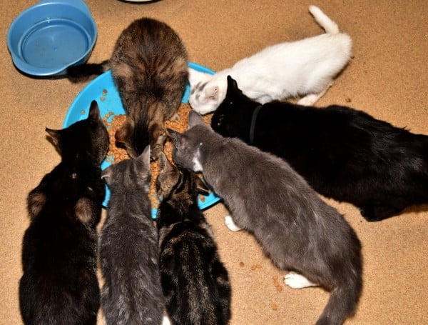 best-cat-house-pa-7-cats-feeding