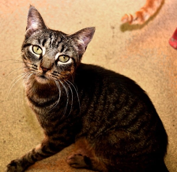 best-cat-house-pa-brown-tabby-floor