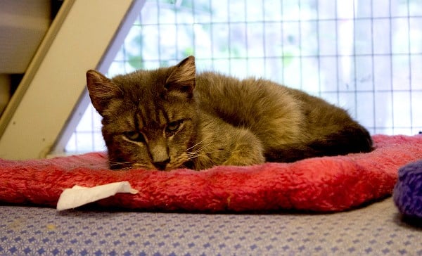 best-cat-house-pa-gray-cat-red-bed