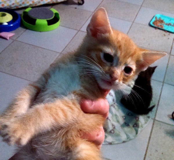 best-cat-house-pa-orange-kitten-01