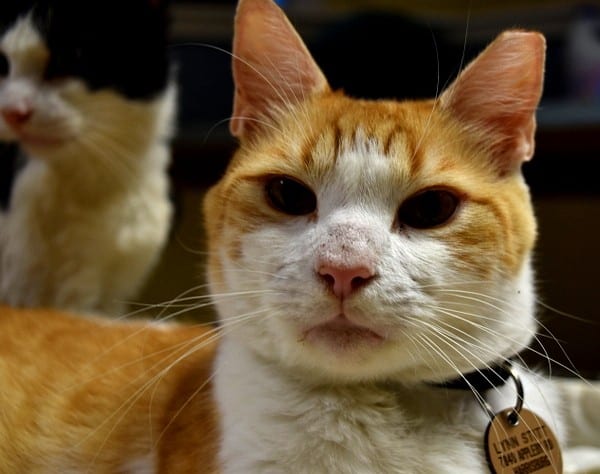 best-cat-house-pa-orange-white-cat-inside