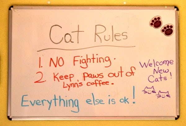 best-cat-house-pa-white-board