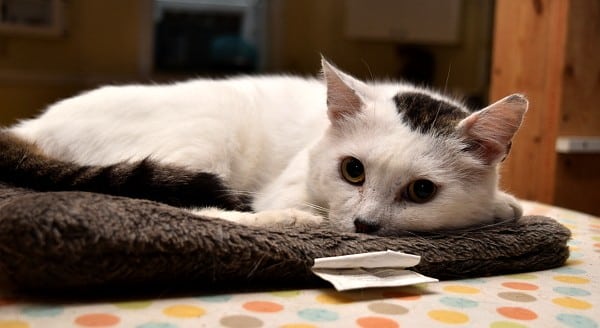 best-cat-house-pa-white-cat-bed