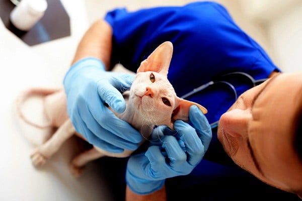 A cat getting examined by a vet.