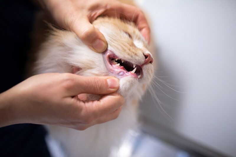 Why Are There Sores Around My Cat's Mouth? (Vet Answer) - Catster