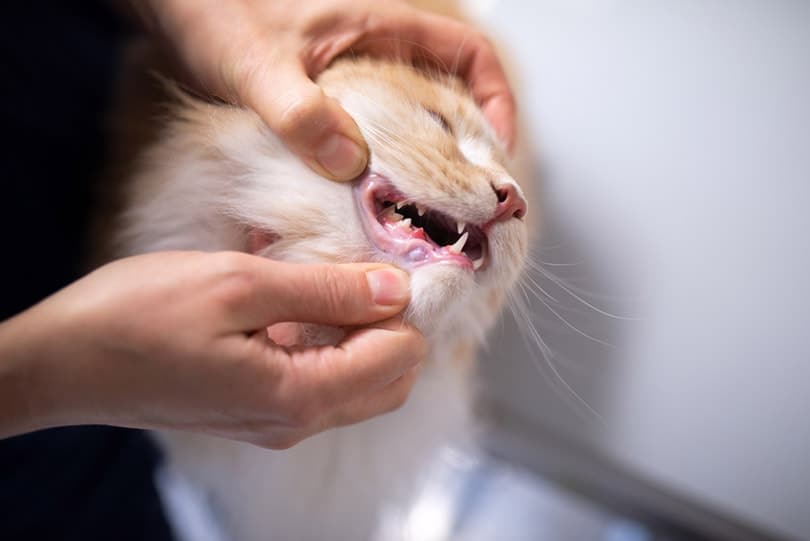 veterinarian opening maine coon cat's mouth