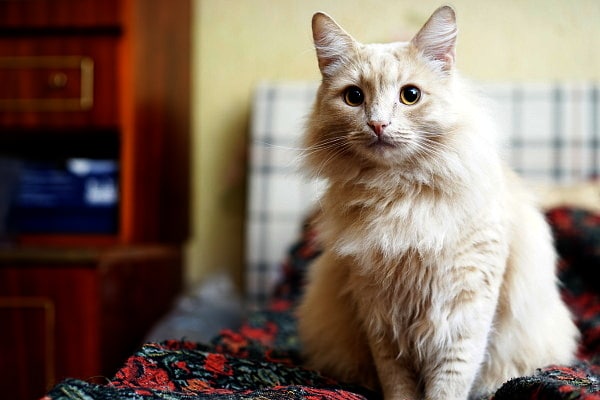 cat has patches of hair loss