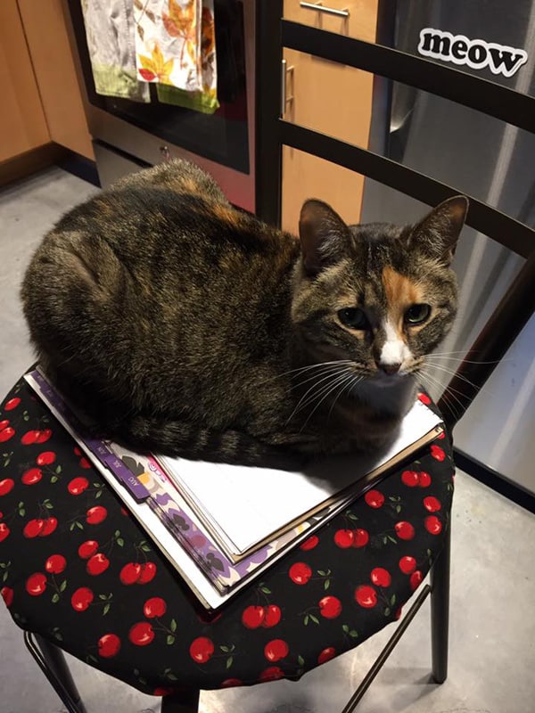 "Sorry, napping on your papers in on MY to-do list."