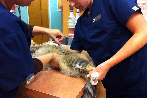 Two vet techs perform a cystocentesis on a sick cat