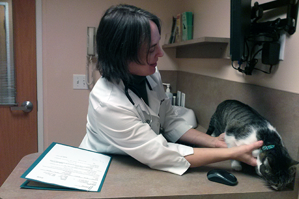 A veterinarian examines a cat.
