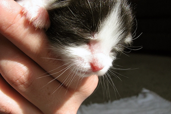 can male cats be around newborn kittens