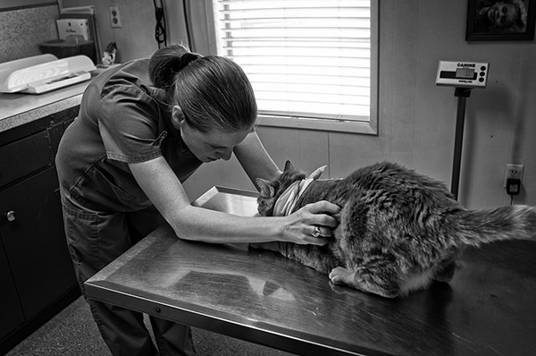 Cat being examined by a veterinarian