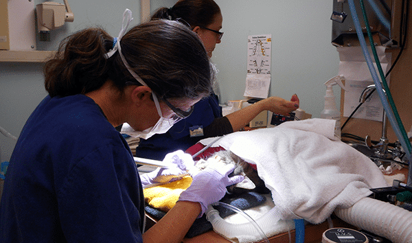 A veterinarian performs a dental cleaning on a cat