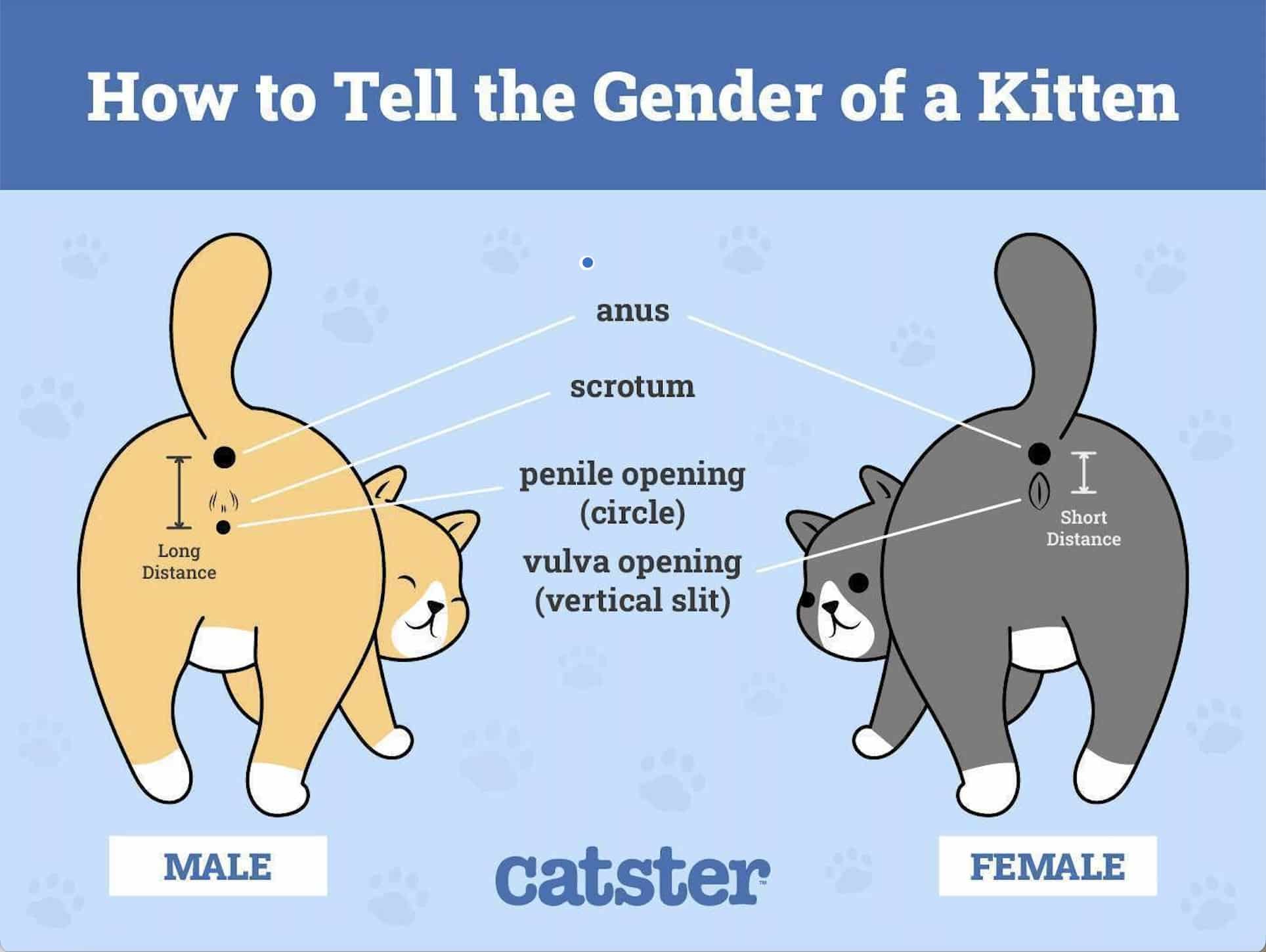 How to tell the gender of a cat. Infographic