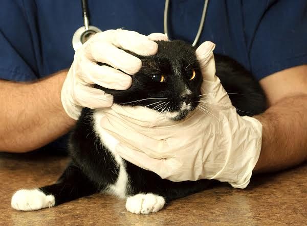 Cat being examined at a veterinarian clinic. Photo by Shutterstock
