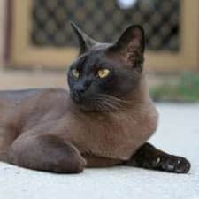 Burmese - Catster