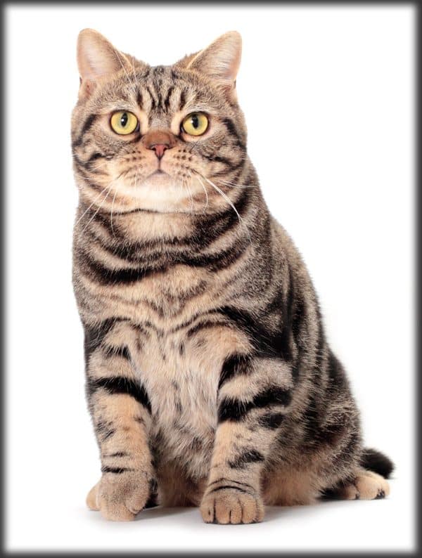 Who S That Cat The American Shorthair Born In The Usa Catster
