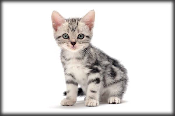Who S That Cat The American Shorthair Born In The Usa Catster