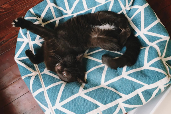 Wesley takes a nap before his next big adventure.
