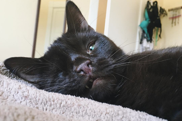 Like any good pirate, Wesley loves to explore -- and he usually stays out of trouble.