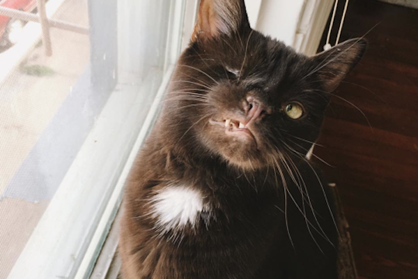 catster-wesley pirate 8