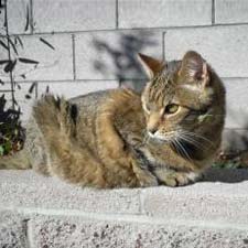 european shorthair catster