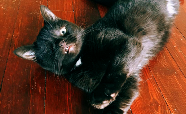 wesley-pirate-cat-TN