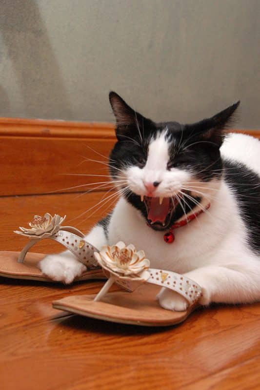 Cats Who Are Obsessed With Shoes 