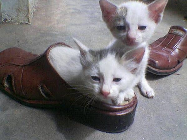 Photos of 10 Cats Who Are Obsessed With Shoes - Catster