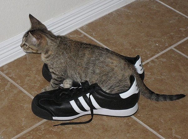 Photos of 10 Cats Who Are Obsessed With Shoes - Catster