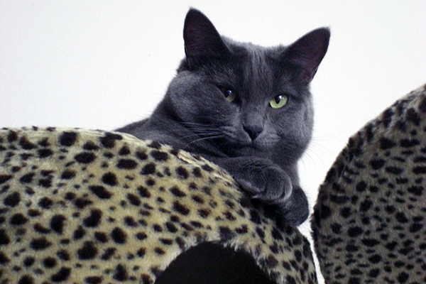 Cat trees and shelves can create an exercise-stimulating "kitty highway." Photo CC-BY Jon Ross