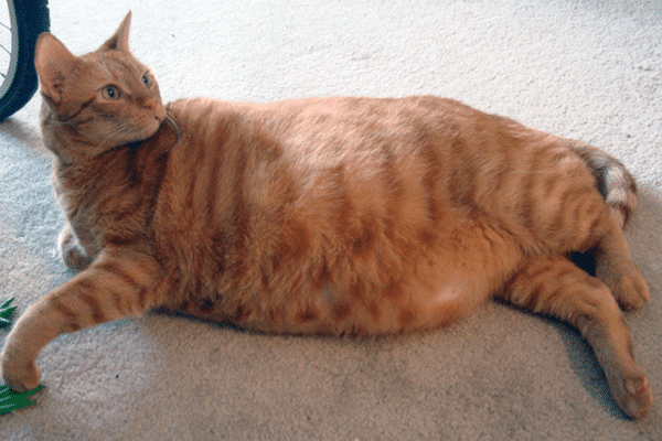 A fat orange tabby cat. There are lots of ways you can increase your cat's exercise and mental stimulation.